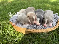 Dilute Boy, a male Border Collie for sale in Nashville, AR – Photo 2 of 3