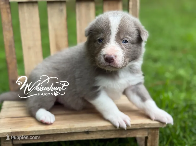 Dilute Boy – Border Collie puppy for sale in Nashville, AR