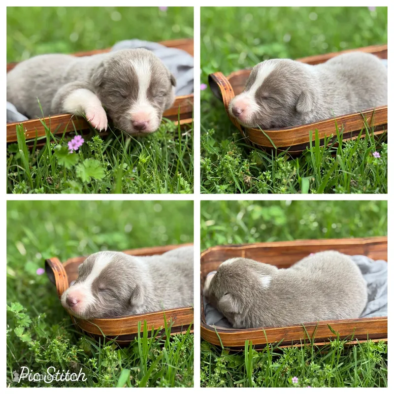 Dilute Boy – Border Collie puppy for sale in Nashville, AR