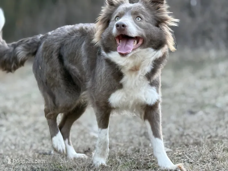 Dilute Boy – Border Collie puppy for sale in Nashville, AR
