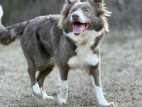 Dilute Boy, a male Border Collie for sale in Nashville, AR – Photo 1 of 3
