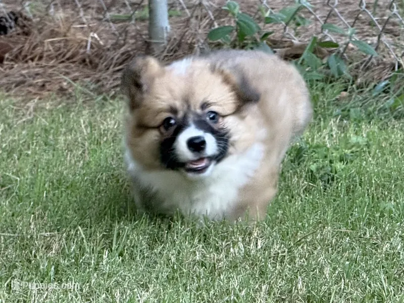 Red Fluffy TC – Pembroke Welsh Corgi puppy for sale in Nashville, AR
