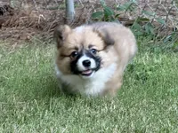 Fluff Full AKC, a female Pembroke Welsh Corgi for sale in Nashville, AR – 3 of 10