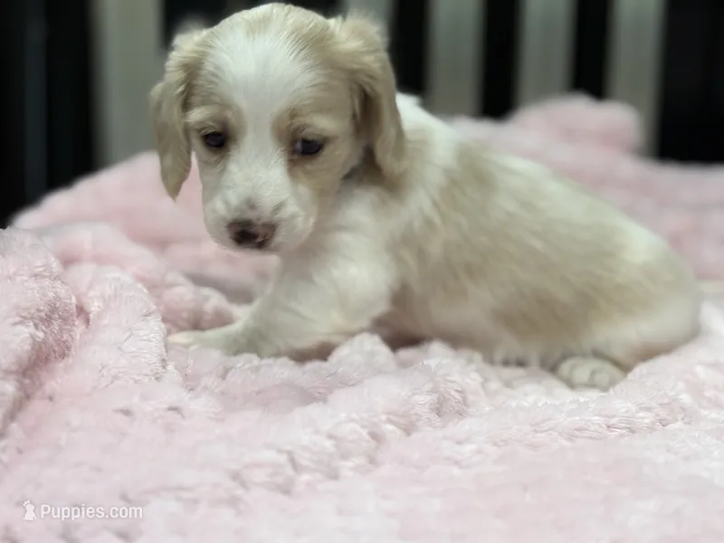 Blue collar - cream pie – Miniature Dachshund puppy for sale in Nashville, AR