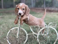 Dark cream - Blaze, a male Miniature Dachshund for sale in Nashville, AR – 7 of 8