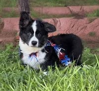 Ace- Fluffy, a male Cardigan Welsh Corgi for sale in Nashville, AR – 3 of 10