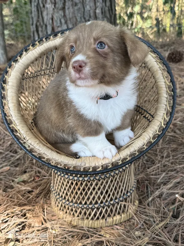 Live brindle  – Cardigan Welsh Corgi, Pembroke Welsh Corgi puppy for sale in Nashville, AR