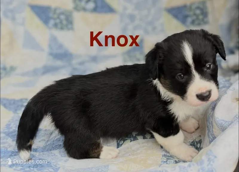 Knox – Cardigan Welsh Corgi puppy for sale in Nashville, AR