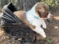 Liver Girl, a female Cardigan Welsh Corgi and Pembroke Welsh Corgi for sale in Nashville, AR – 7 of 10