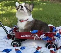 Fluffy Sable girl, a female Pembroke Welsh Corgi for sale in Nashville, AR – 6 of 10
