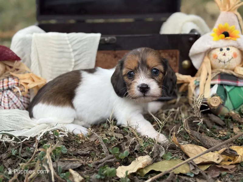 Silky Pie – Miniature Dachshund puppy for sale in Nashville, AR