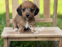 Red Wire Hair, a female Miniature Dachshund for sale in Nashville, AR – Photo 1 of 3