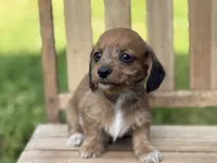 Red Wire Hair, a female Miniature Dachshund for sale in Nashville, AR – Photo 3 of 3