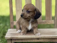 Red Wire Hair, a female Miniature Dachshund for sale in Nashville, AR – Photo 2 of 3
