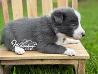 Smooth Blue BOY, a male Border Collie for sale in Nashville, AR – 2 of 3
