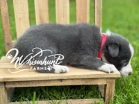 Smooth Blue BOY, a male Border Collie for sale in Nashville, AR – 3 of 3