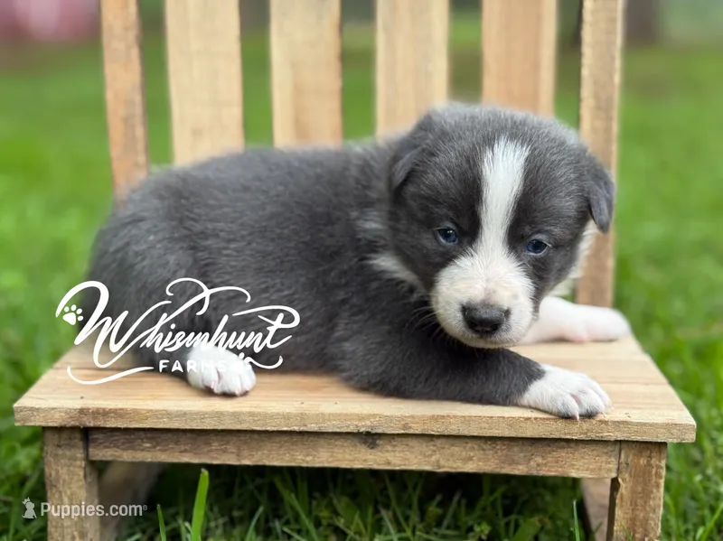 Smooth Blue BOY, a male Border Collie for sale in Nashville, AR – 1 of 3