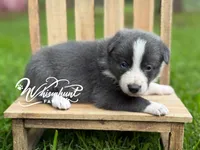 Smooth Blue BOY, a male Border Collie for sale in Nashville, AR – 1 of 3