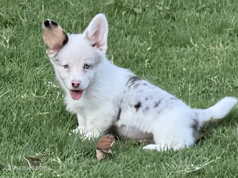  Merle. Full tail – Pembroke Welsh Corgi puppy for sale in Nashville, AR