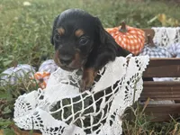 Long hair, a female Miniature Dachshund for sale in Nashville, AR – 2 of 3