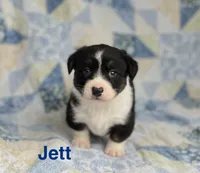 Jett, a male Cardigan Welsh Corgi for sale in Nashville, AR – 5 of 10