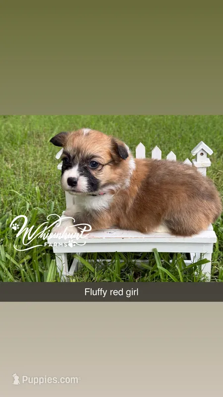 Red Fluffy TC – Pembroke Welsh Corgi puppy for sale in Nashville, AR