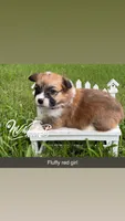 Red Fluffy TC, a female Pembroke Welsh Corgi for sale in Nashville, AR – 1 of 2