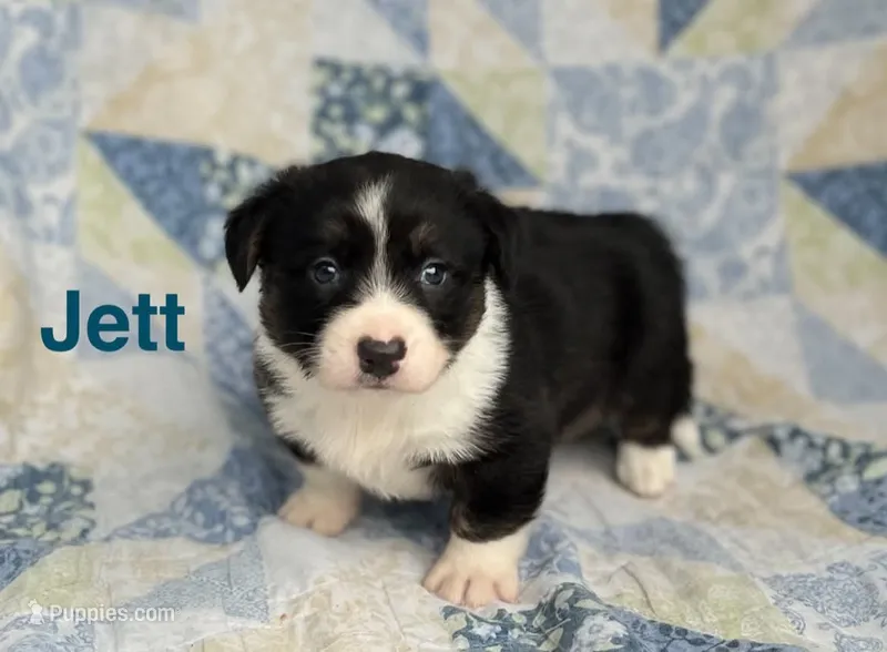 Jett – Cardigan Welsh Corgi puppy for sale in Nashville, AR