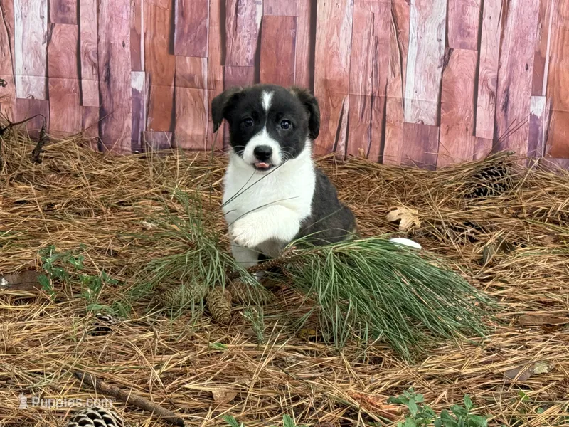 Brindle girl  – Cardigan Welsh Corgi, Pembroke Welsh Corgi puppy for sale in Nashville, AR