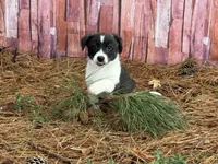 Brindle girl , a female Cardigan Welsh Corgi and Pembroke Welsh Corgi for sale in Nashville, AR – 1 of 10