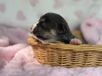 Full tail bluie, a female Cardigan Welsh Corgi and Pembroke Welsh Corgi for sale in Nashville, AR – 2 of 5