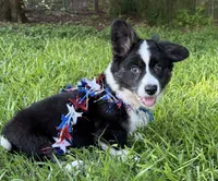 Ace- Fluffy, a male Cardigan Welsh Corgi for sale in Nashville, AR – 1 of 10