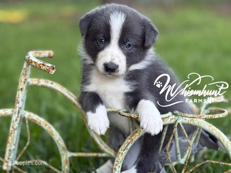 Smooth Blue BOY – Border Collie puppy for sale in Nashville, AR