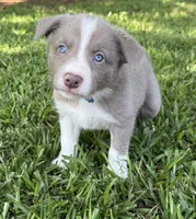 Lilac Boy, a male Border Collie for sale in Nashville, AR – 6 of 10