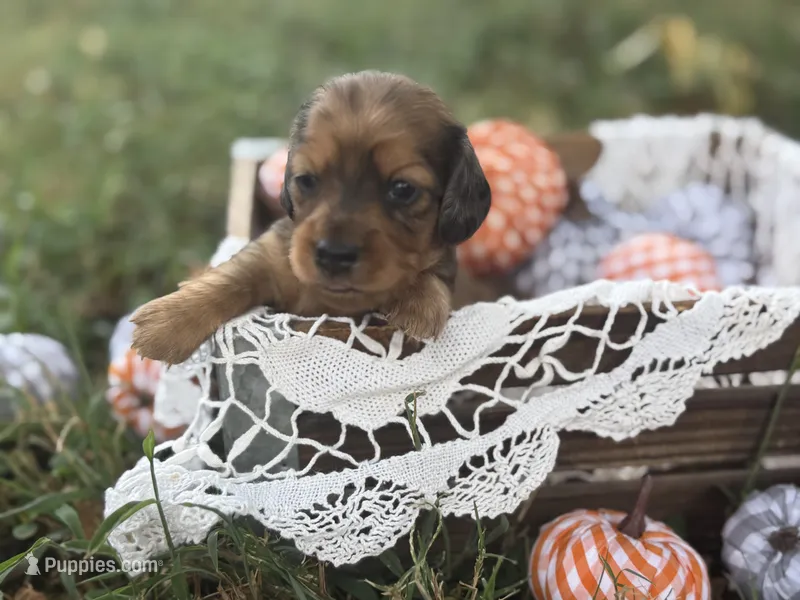 Long hair Red dapple – Miniature Dachshund puppy for sale in Nashville, AR