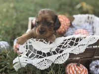Long hair Red dapple, a female Miniature Dachshund for sale in Nashville, AR – 1 of 6