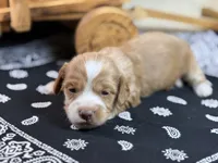 Dark cream - Blaze, a male Miniature Dachshund for sale in Nashville, AR – 5 of 6