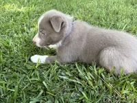 Lilac Boy, a male Border Collie for sale in Nashville, AR – 3 of 10