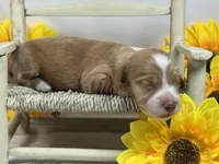 SILKY Red girl, a female Miniature Dachshund for sale in Nashville, AR – 4 of 6