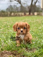 April AKC, a female Cavalier King Charles Spaniel for sale in Nashville, AR – Photo 2 of 2