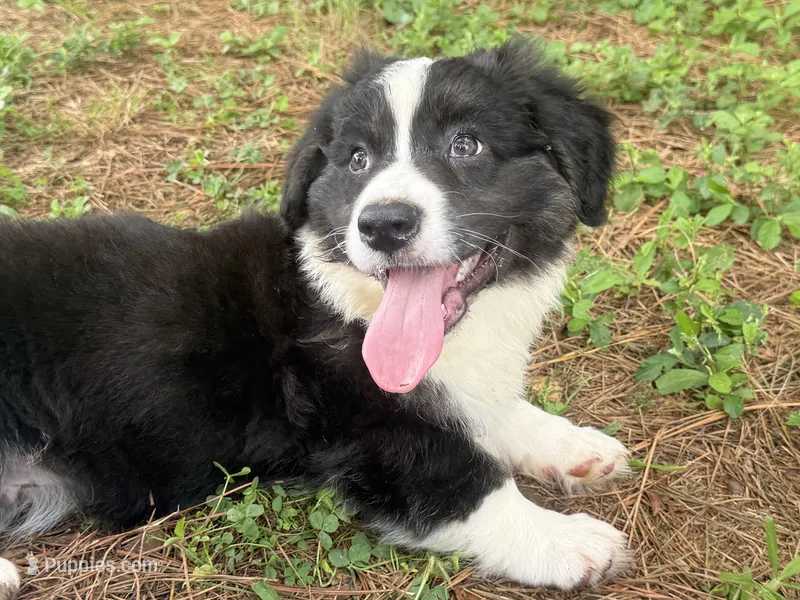 Ace- Fluffy – Cardigan Welsh Corgi puppy for sale in Nashville, AR