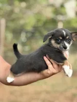 Full tail bluie, a female Cardigan Welsh Corgi and Pembroke Welsh Corgi for sale in Nashville, AR – 7 of 9