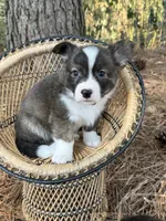 Red collar bribdle, a male Cardigan Welsh Corgi and Pembroke Welsh Corgi for sale in Nashville, AR – 2 of 10