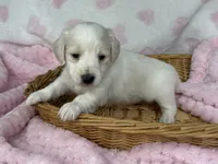 Blondie, a female Miniature Dachshund for sale in Nashville, AR – 3 of 4