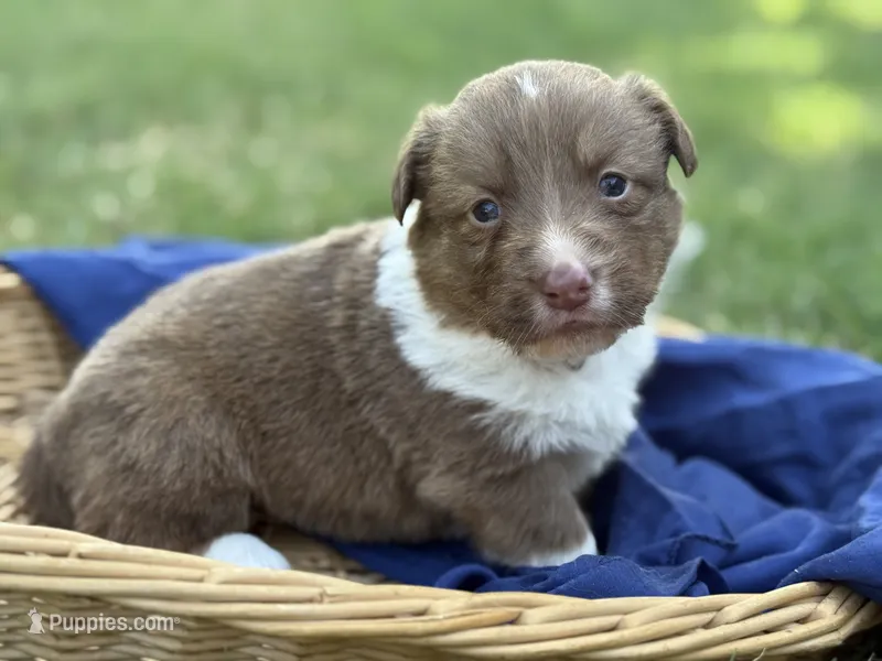 Live brindle  – Cardigan Welsh Corgi, Pembroke Welsh Corgi puppy for sale in Nashville, AR