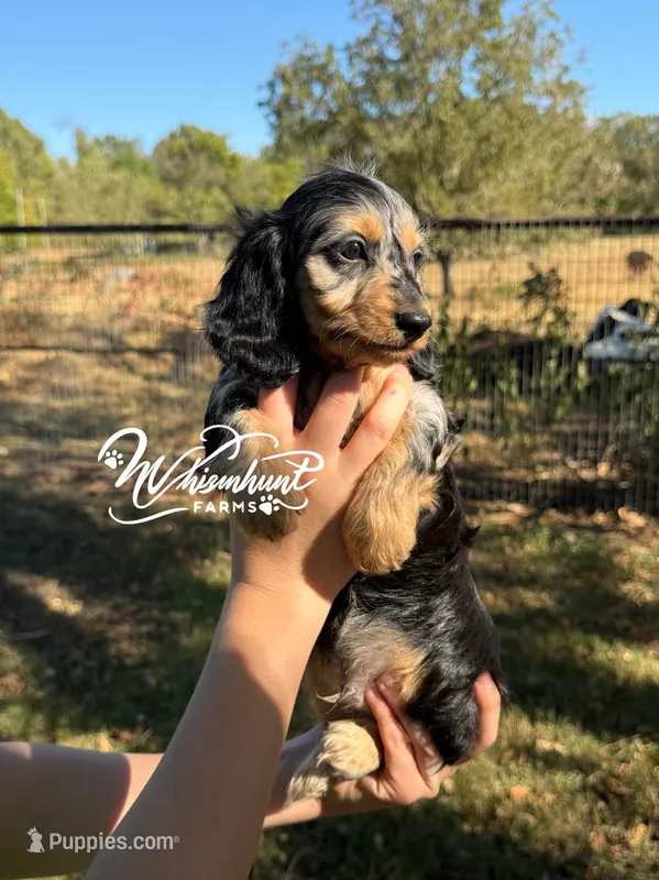 Silky dapple  – Miniature Dachshund puppy for sale in Nashville, AR