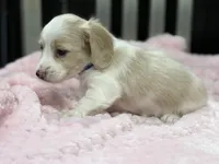 Blue collar - cream pie, a female Miniature Dachshund for sale in Nashville, AR – 2 of 3