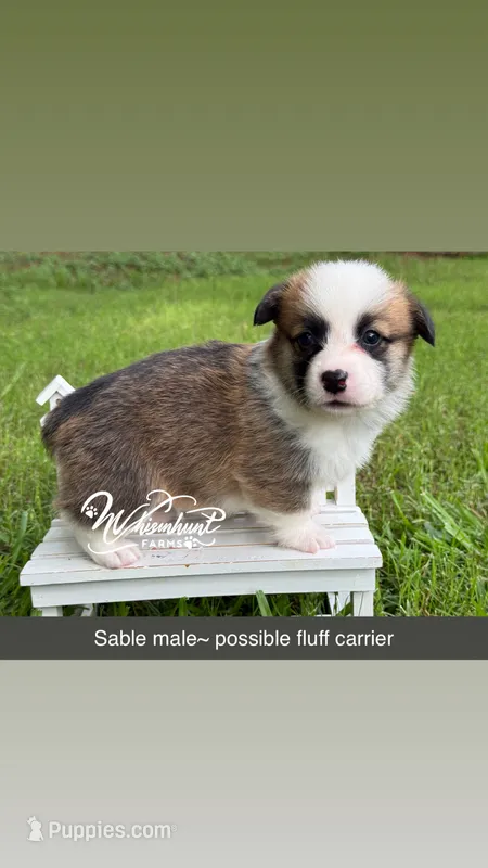 TC sable  – Pembroke Welsh Corgi puppy for sale in Nashville, AR