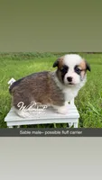TC sable , a male Pembroke Welsh Corgi for sale in Nashville, AR – 1 of 3