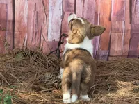 Liver Girl, a female Cardigan Welsh Corgi and Pembroke Welsh Corgi for sale in Nashville, AR – 3 of 10